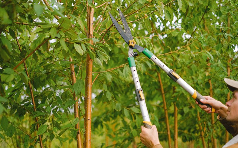 Tree trimming in Kenilworth, UT