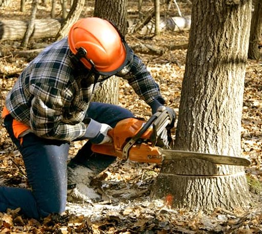 Tree Removal in Kenilworth, UT